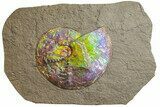 Brilliant Ammonite Fossil On Shale - Precious Ammolite! #350850-1